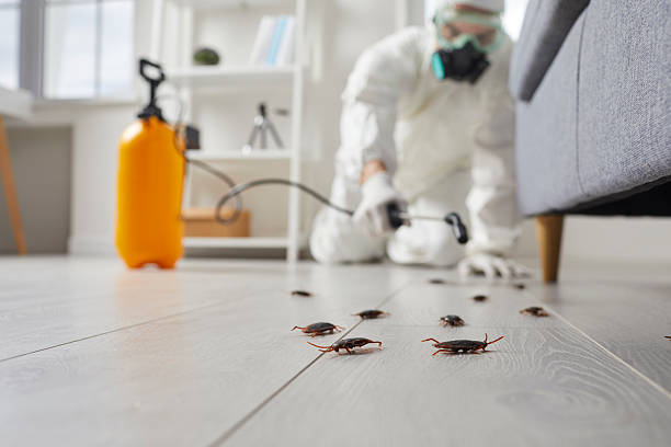 Post-Treatment Bed Bug Interceptor Monitoring in North Lakeport